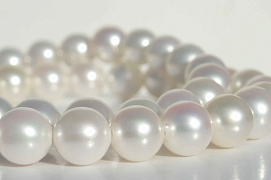 Акоя: особенности и уход